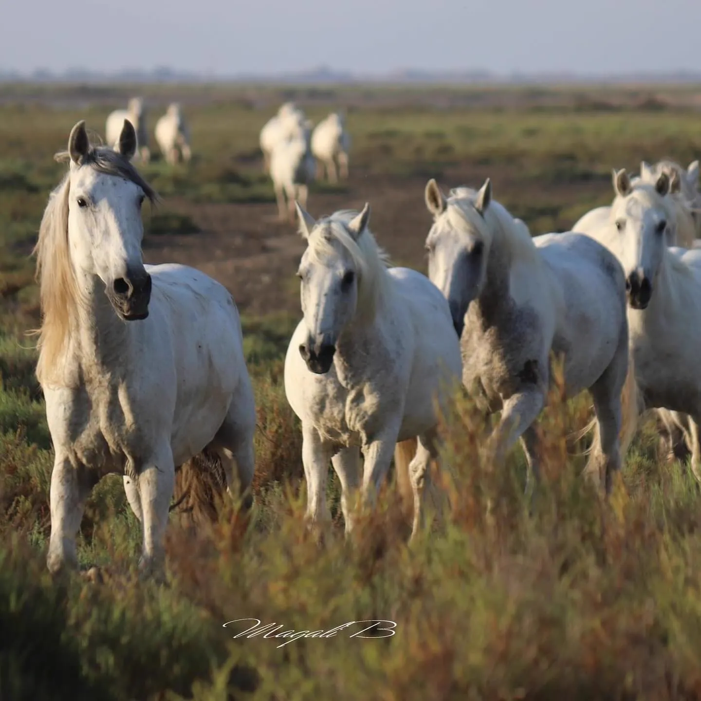 Chevaux Camargue en liberté - Lou Simbèu