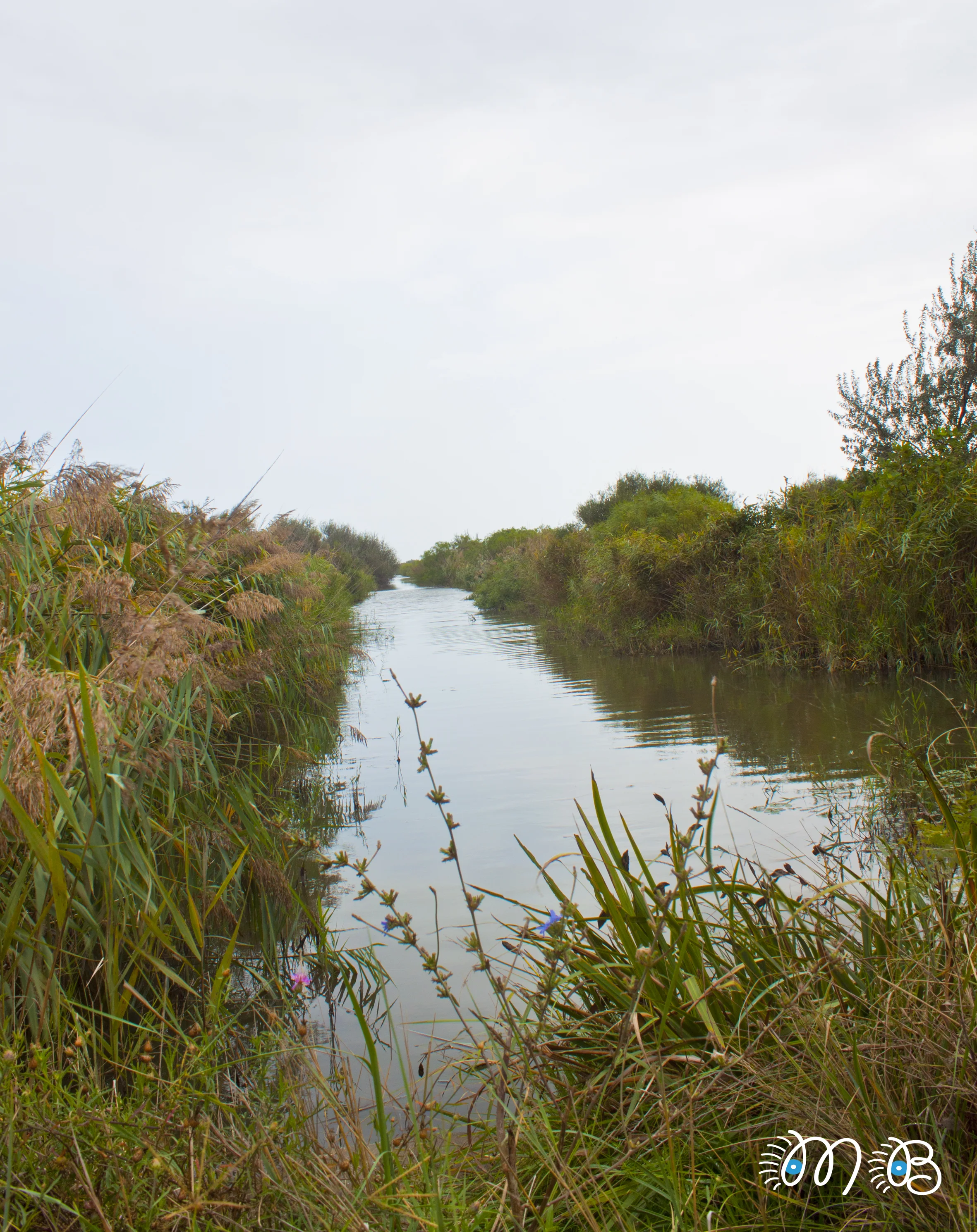 Paysage de Camargue